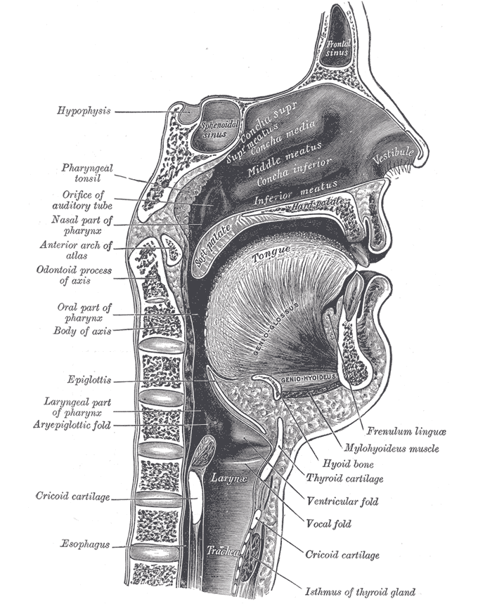 Schnitt durch Nase, Mund, Kehlkopf und Rachen. Illustration: Henry Vandyke Carter, in: Henry Gray: »Anatomy of the Human Body«, Lea and Febiger, Philadelphia and New York, 1918. Public Domain (via Wikimedia Commons)